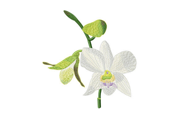 Tropical Flower White Orchid